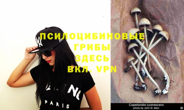 apvp Алзамай